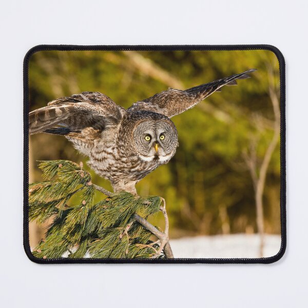 Item preview, Great Grey Owl designed and sold by Owl-Images.