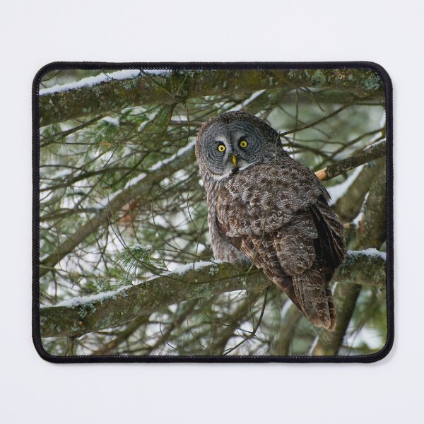 Item preview, Great Grey Owl designed and sold by Owl-Images.