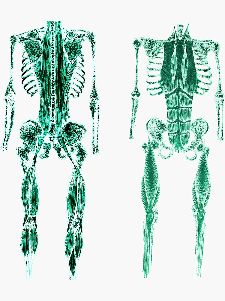 "Anterior and Posterior chain" Sticker for Sale by NACDesignsYork