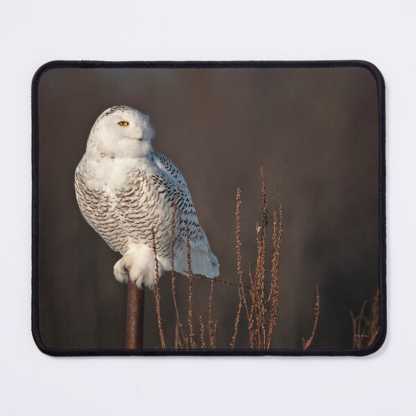 Item preview, Snowy Owl designed and sold by Owl-Images.