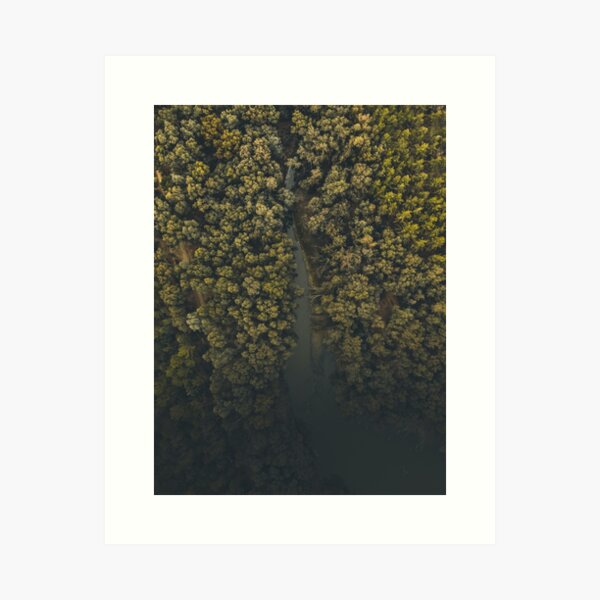 The Jungle of Nicosia Art Print