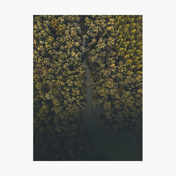 The Jungle of Nicosia Photographic Print