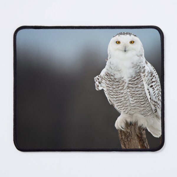 Item preview, Snowy Owl designed and sold by Owl-Images.
