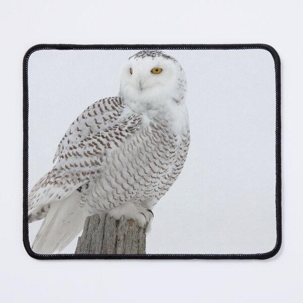Item preview, Snowy Owl designed and sold by Owl-Images.