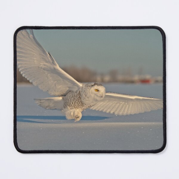 Item preview, Snowy Owl In Flight designed and sold by Owl-Images.