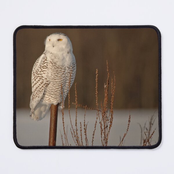 Item preview, Snowy Owl designed and sold by Owl-Images.