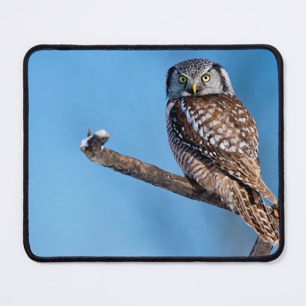 Item preview, Northern Hawk Owl designed and sold by Owl-Images.