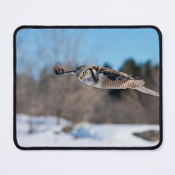 Item preview, Northern Hawk Owl designed and sold by Owl-Images.