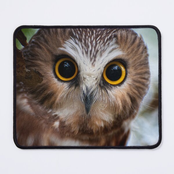Item preview, Northern Saw-whet Owl designed and sold by Owl-Images.
