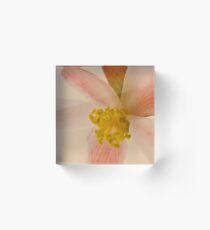 Rex Begonia Blossom Macro Acrylic Block