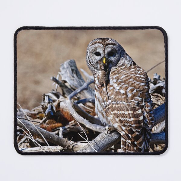 Artikelvorschau, Barred Owl entworfen und verkauft von Owl-Images.