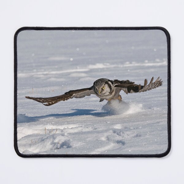 Item preview, Northern Hawk Owl designed and sold by Owl-Images.