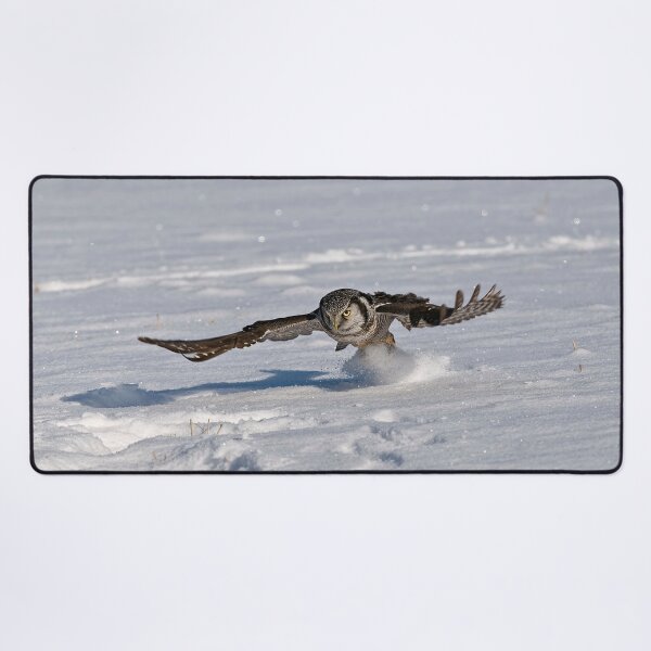 Item preview, Northern Hawk Owl designed and sold by Owl-Images.