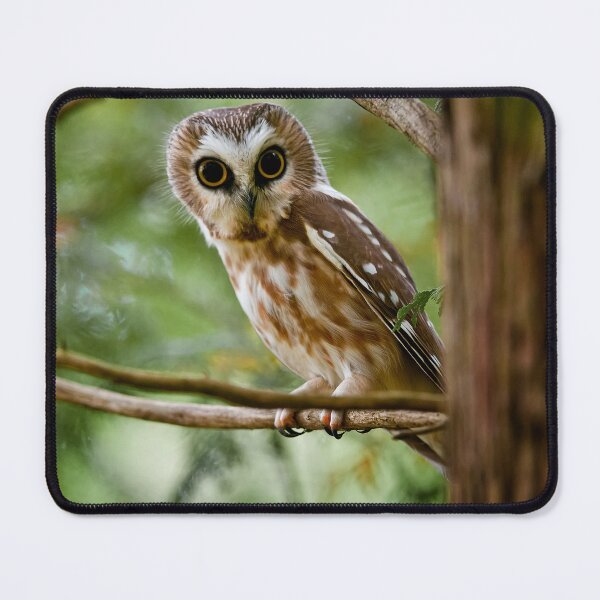 Item preview, Northern Saw-whet Owl designed and sold by Owl-Images.
