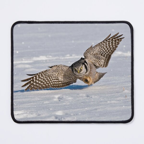 Item preview, Northern Hawk Owl designed and sold by Owl-Images.