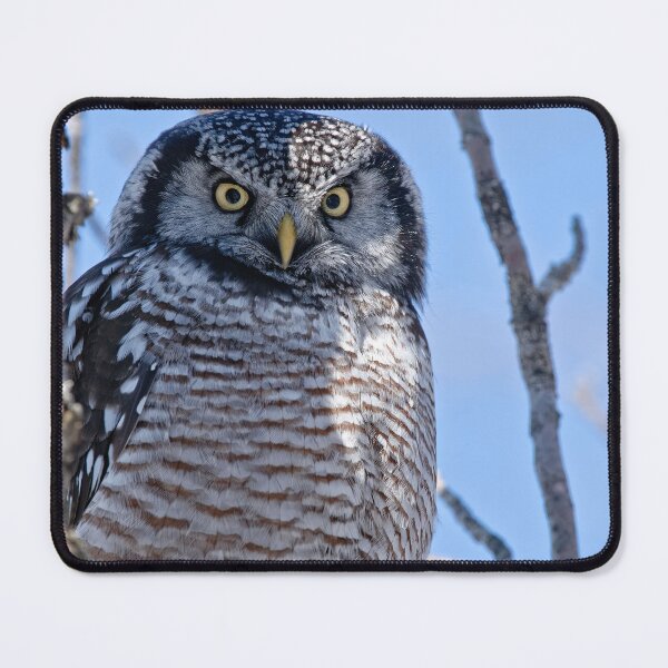 Item preview, Northern Hawk Owl designed and sold by Owl-Images.