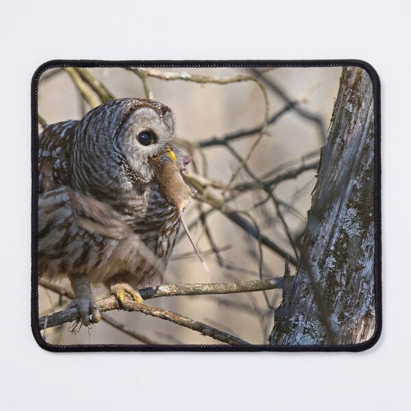 Item preview, Barred Owl designed and sold by Owl-Images.