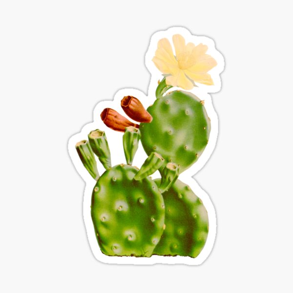 Aperçu de l'œuvre Art botanique du cactus figuier de Barbarie à fleurs jaune pâle créée et vendue par MochaMeli.