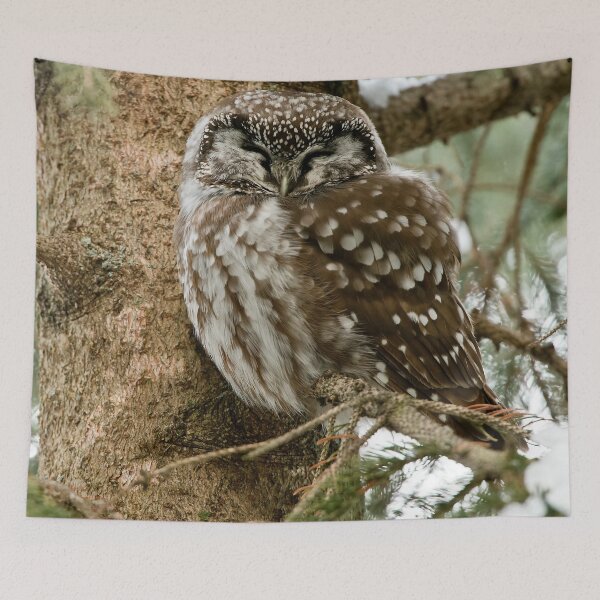Item preview, Boreal Owl designed and sold by Owl-Images.