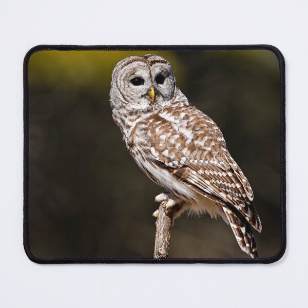 Item preview, Barred Owl designed and sold by Owl-Images.