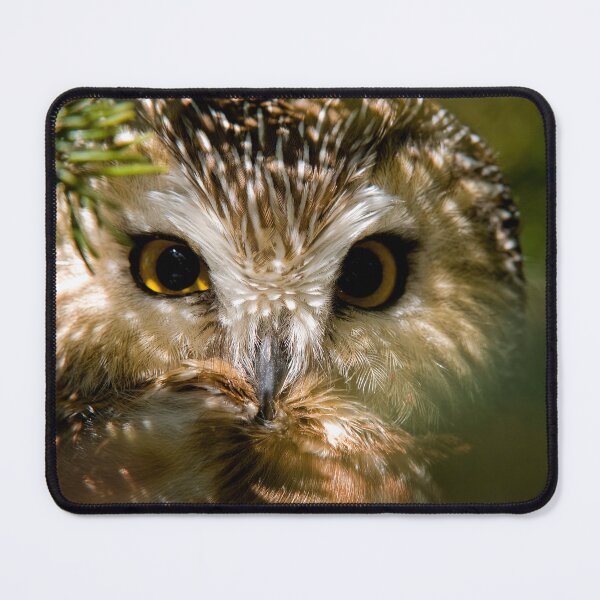 Item preview, Northern Saw-whet Owl designed and sold by Owl-Images.
