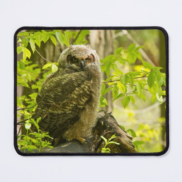 Item preview, Great Horned Owlet designed and sold by Owl-Images.