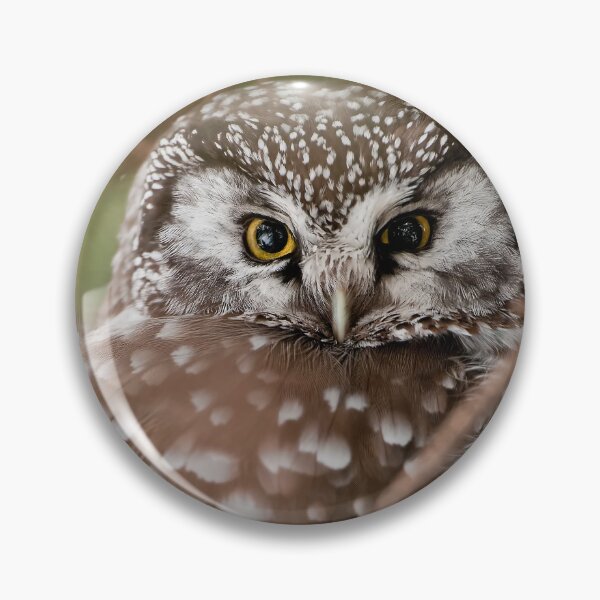 Artikelvorschau, Raufußkauz entworfen und verkauft von Owl-Images.