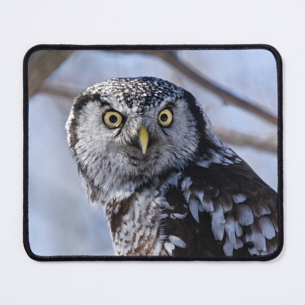 Item preview, Northern Hawk Owl designed and sold by Owl-Images.