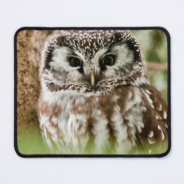 Item preview, Boreal Owl designed and sold by Owl-Images.
