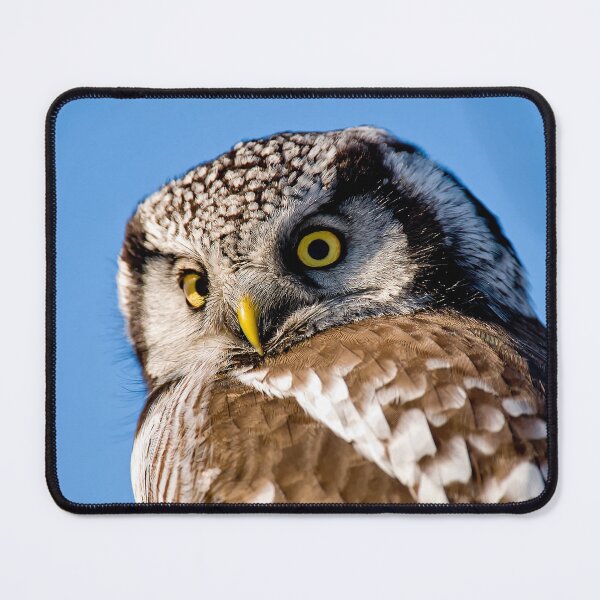 Item preview, Northern Hawk Owl designed and sold by Owl-Images.