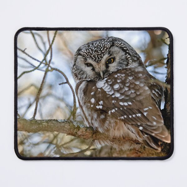 Item preview, Boreal Owl designed and sold by Owl-Images.