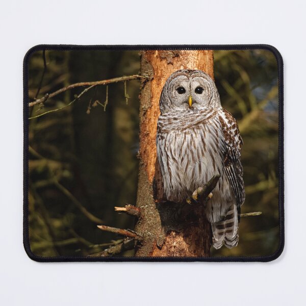 Item preview, Barred Owl On Pine designed and sold by Owl-Images.