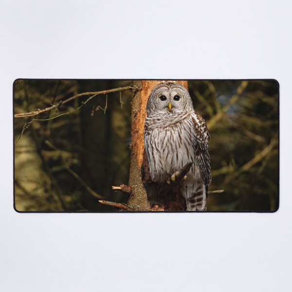 Item preview, Barred Owl On Pine designed and sold by Owl-Images.