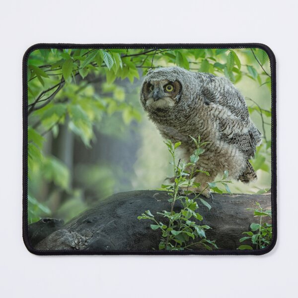 Item preview, Great Horned Owlet designed and sold by Owl-Images.