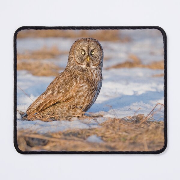 Item preview, Great Grey Owl designed and sold by Owl-Images.