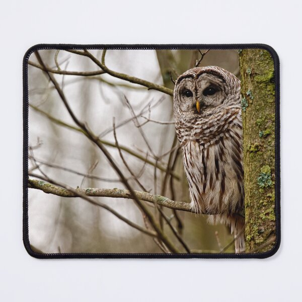 Item preview, Barred Owl designed and sold by Owl-Images.