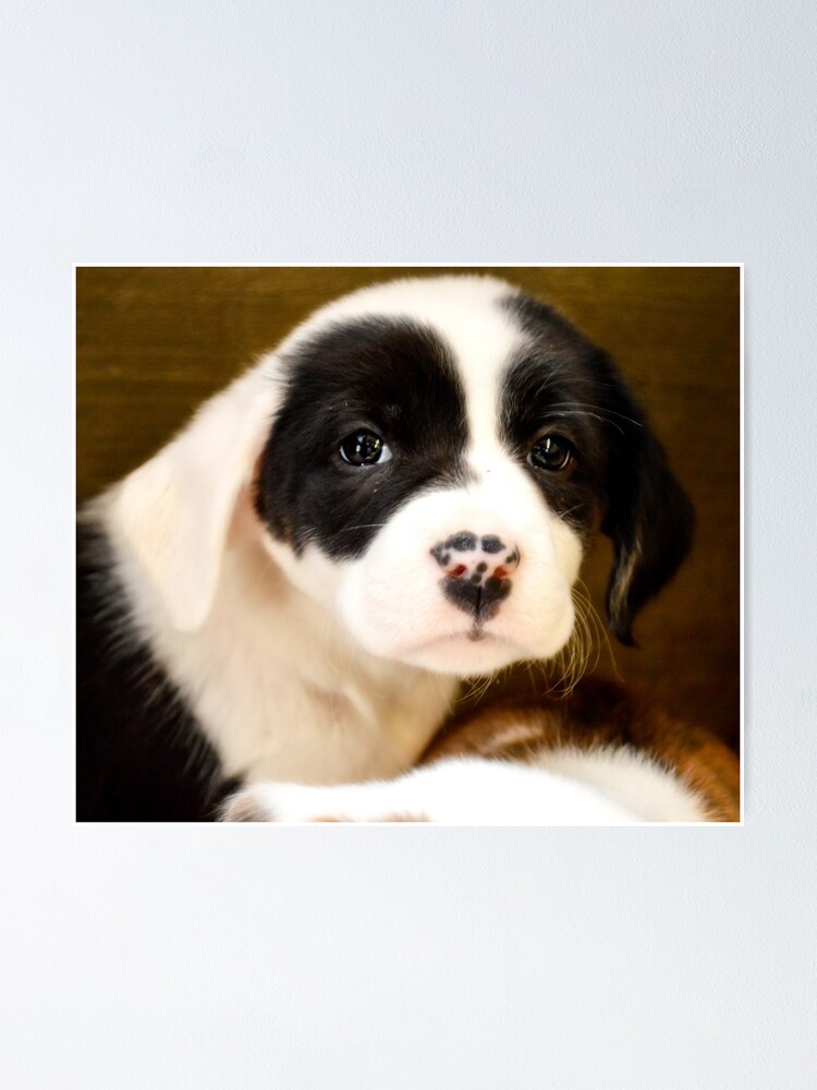 Border Collie Mix Puppies For Sale