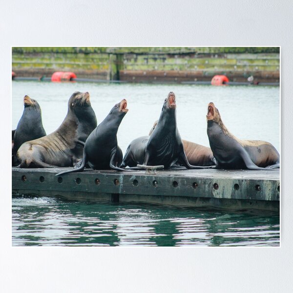 Aperçu de l'œuvre Un chœur d'otaries, Westport WA créée et vendue par ShleeSnaps.