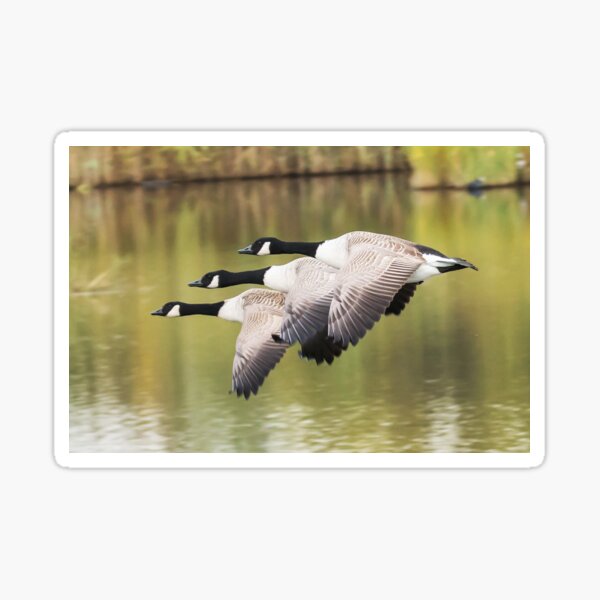 Item preview, Formation Flying designed and sold by MikeSquires.