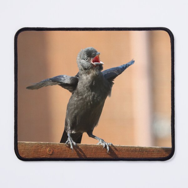 Item preview, Begging jackdaw chick designed and sold by GreyFeatherPhot.
