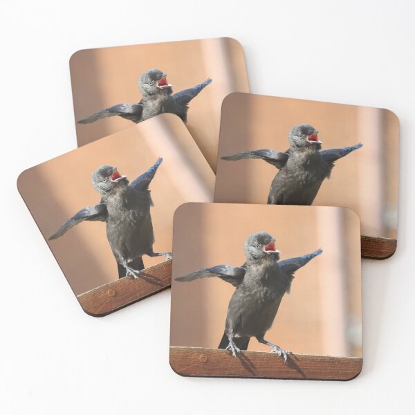 Item preview, Begging jackdaw chick designed and sold by GreyFeatherPhot.