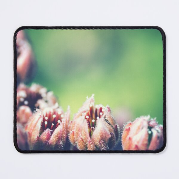 Item preview, Blooming of succulent plant Sempervivum also called common Houseleek flowers designed and sold by Grégory DUBUS.