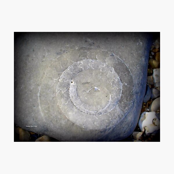 Artikel-Vorschau von Jurassic Coast Fossil, designt und verkauft von Charmiene Maxwell-Batten.