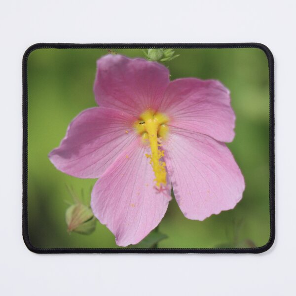 Item preview, Saltmarsh Mallow in Bloom designed and sold by LisaNaturePhoto.