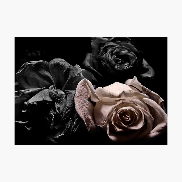 monocolor roses Photographic Print