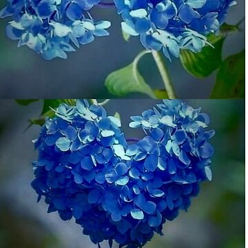 Artwork thumbnail, Blue Hydrangea Heartshaped  By Yannis Lobaina  by lobaina1979