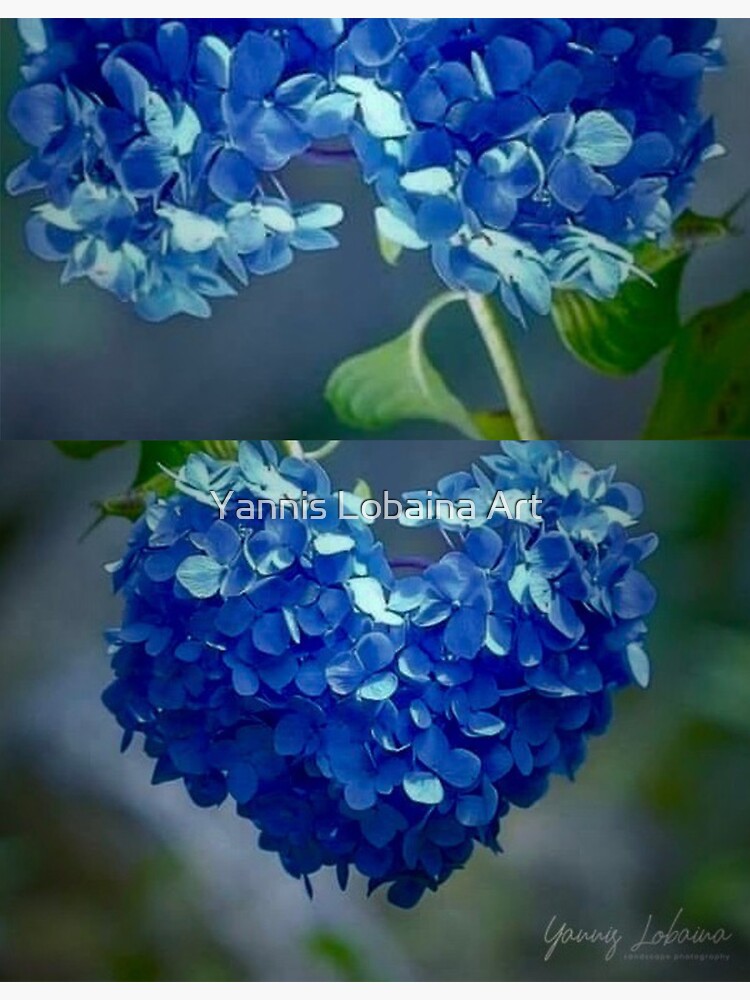 Blue Hydrangea Heartshaped By Yannis Lobaina by lobaina1979