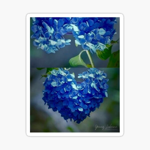 Blue Hydrangea Heartshaped By Yannis Lobaina Sticker