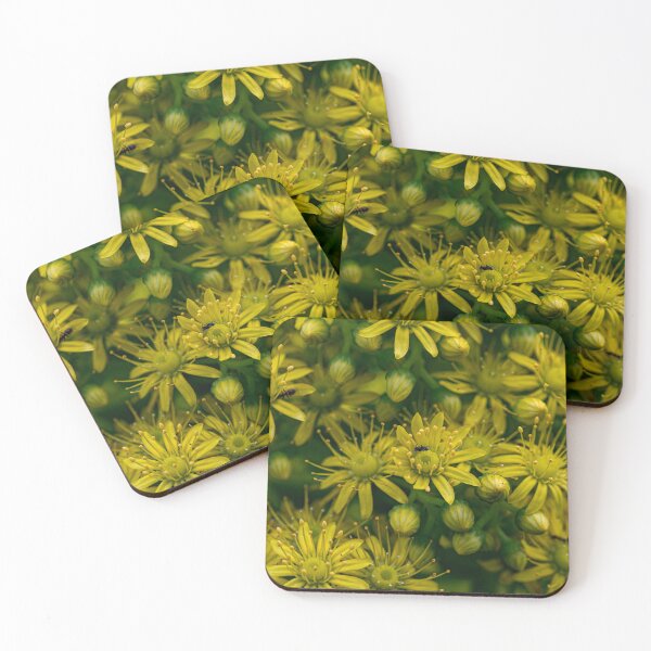 Item preview, Aeonium undulatum - Saucer Plant designed and sold by PhotosByFelix.