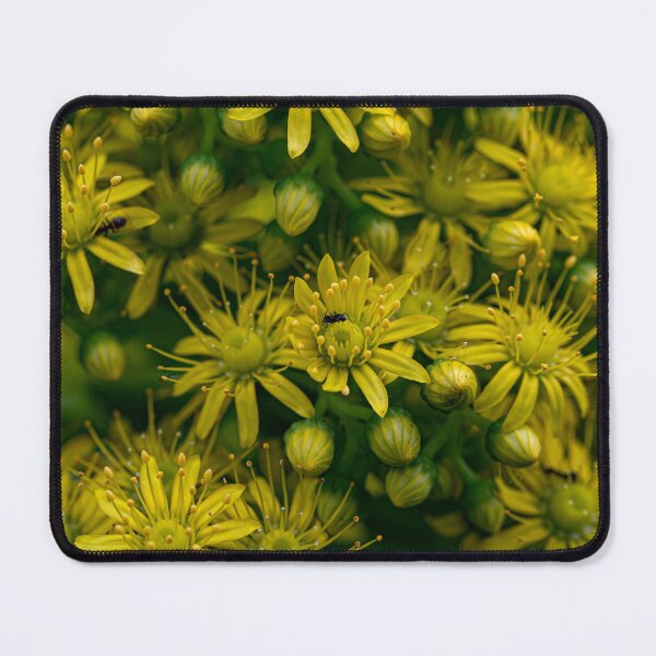 Item preview, Aeonium undulatum - Saucer Plant designed and sold by PhotosByFelix.